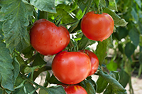 Cluster of ripe, heirloom tomatoes still attached to their green vine.